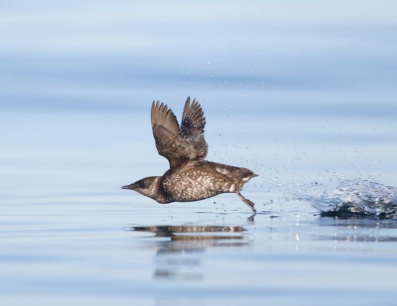 Marbled Murrelet