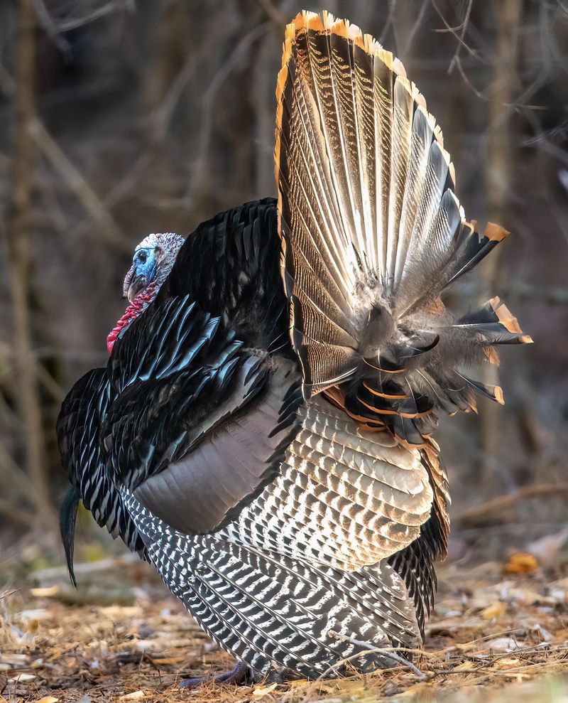 Report Aggressive Or Injured Turkeys To Authorities