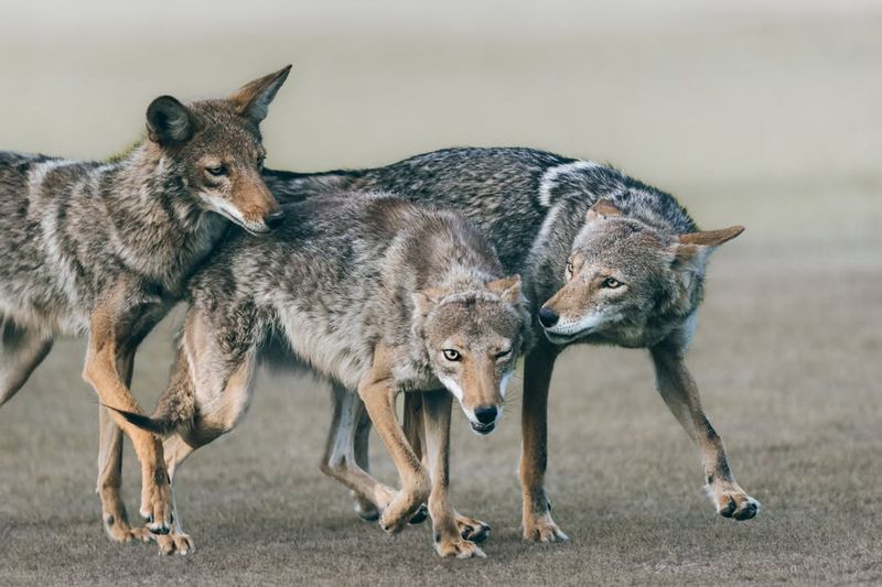 Contact Local Wildlife Authorities If Sightings Continue