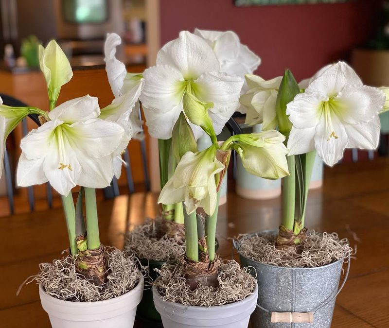 Natural Aging Process Of Older Leaves