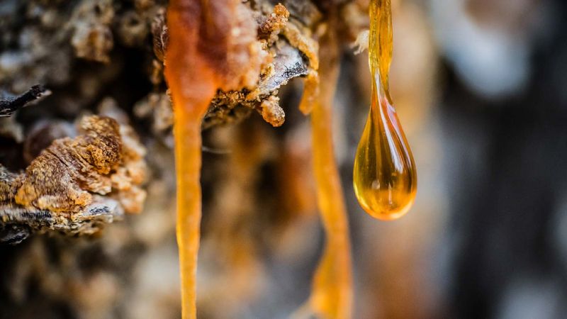 Natural Resin And Sap Loss Over Time