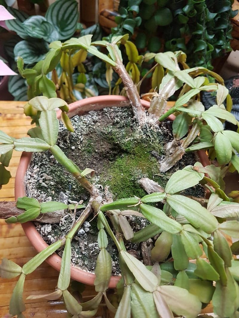 Poor Soil Quality That Lacks Essential Nutrients