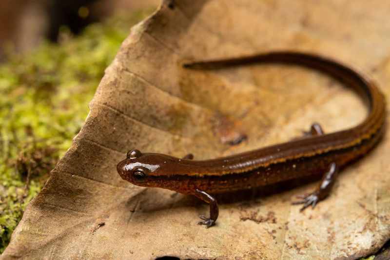 Breeding and Egg-Laying Habitat Requirements