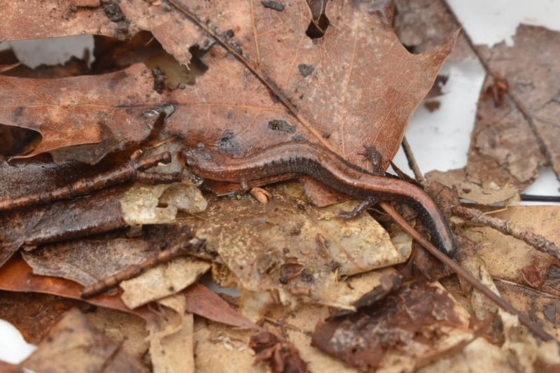 Habitat Loss Pushes Them Into Gardens