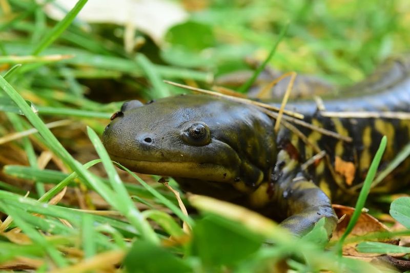 Protection From Predators Increases Survival