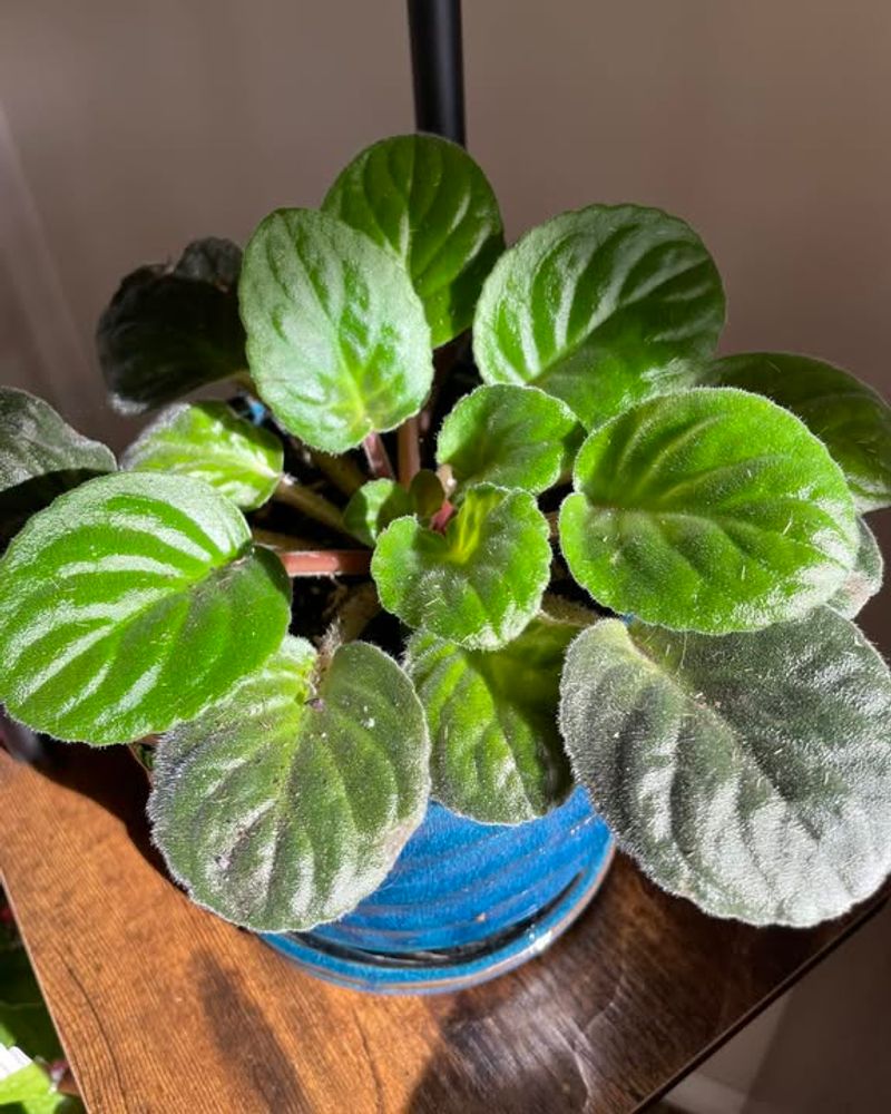 Strategic Fertilizing Maintains Vigor