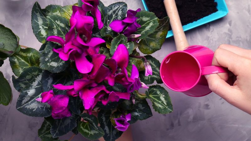 Watering Requires A Gentle Touch And Timing