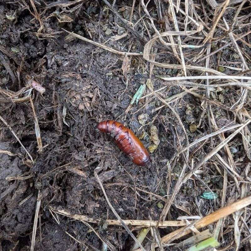 Warmer Soil Temperatures Keep Pupae Alive Longer