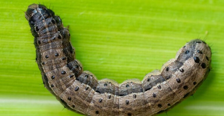 pest (featured image)