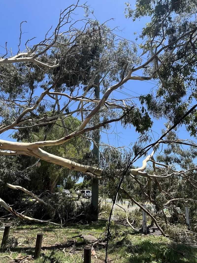 Storm-Damaged Branch Tangles