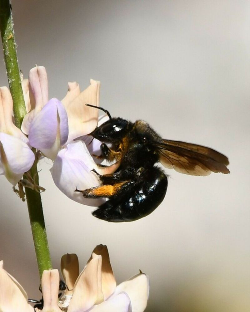 Carpenter Bees