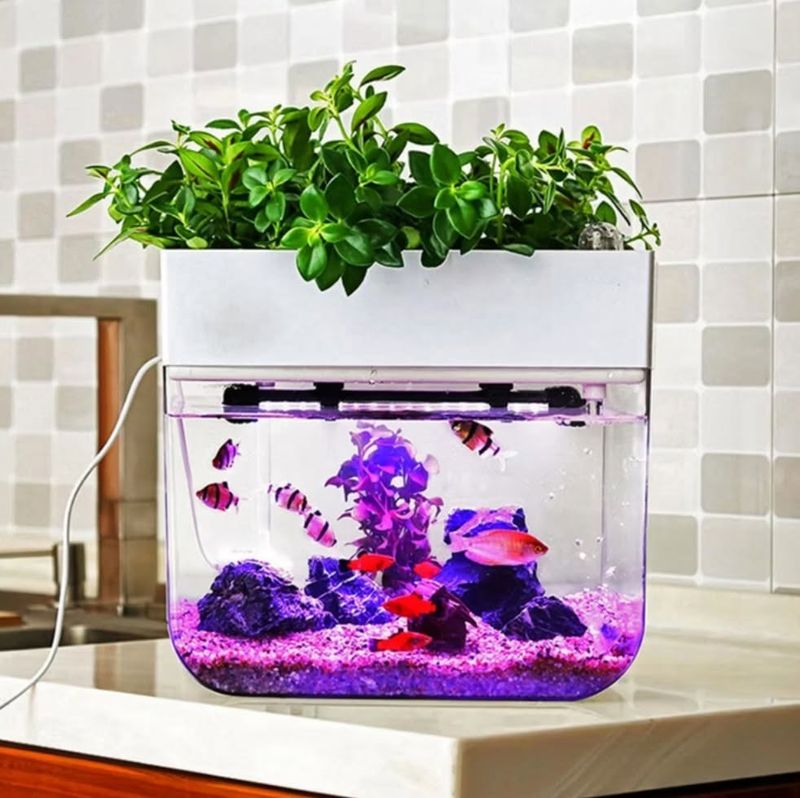 Aquaponics Systems for Fish and Plants