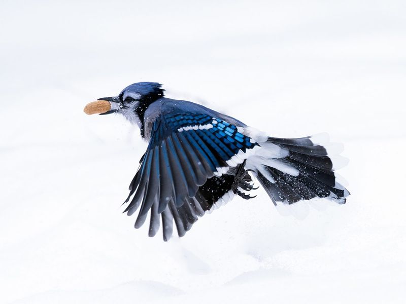 Breeding Season Preparation Starts Earlier Than Expected