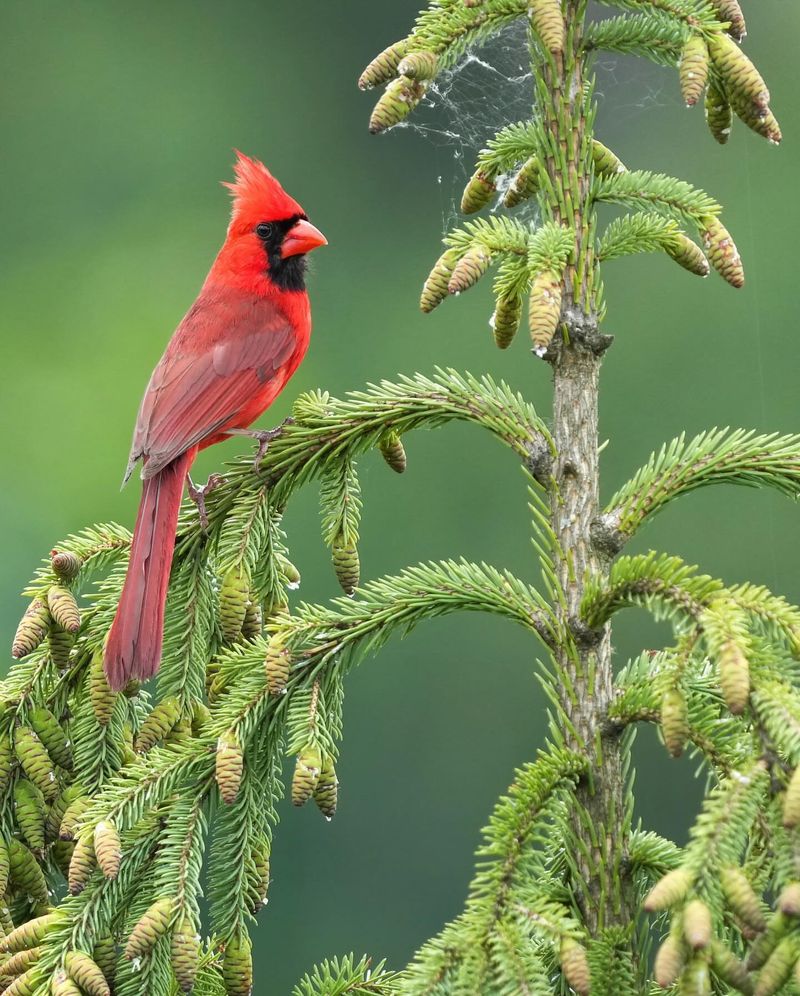 Mild Winters Increase Survival And Population