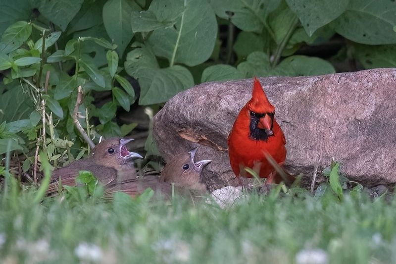 Successful Breeding Seasons Create Population Boosts