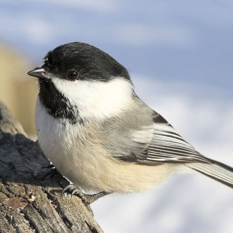 Predator Pressure Remains Lower Near Homes