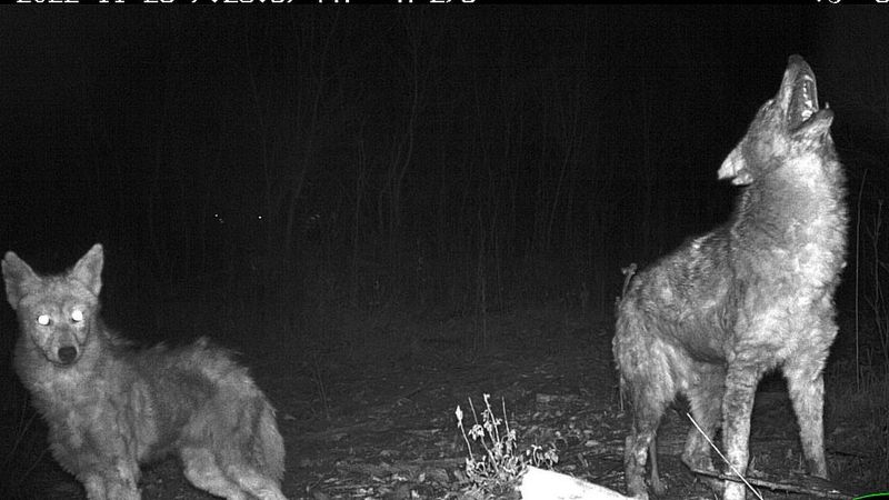 Nocturnal Visits During Prime Activity Hours