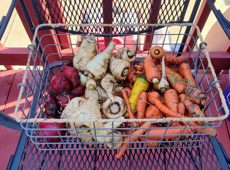 Harvest And Store Remaining Root Vegetables