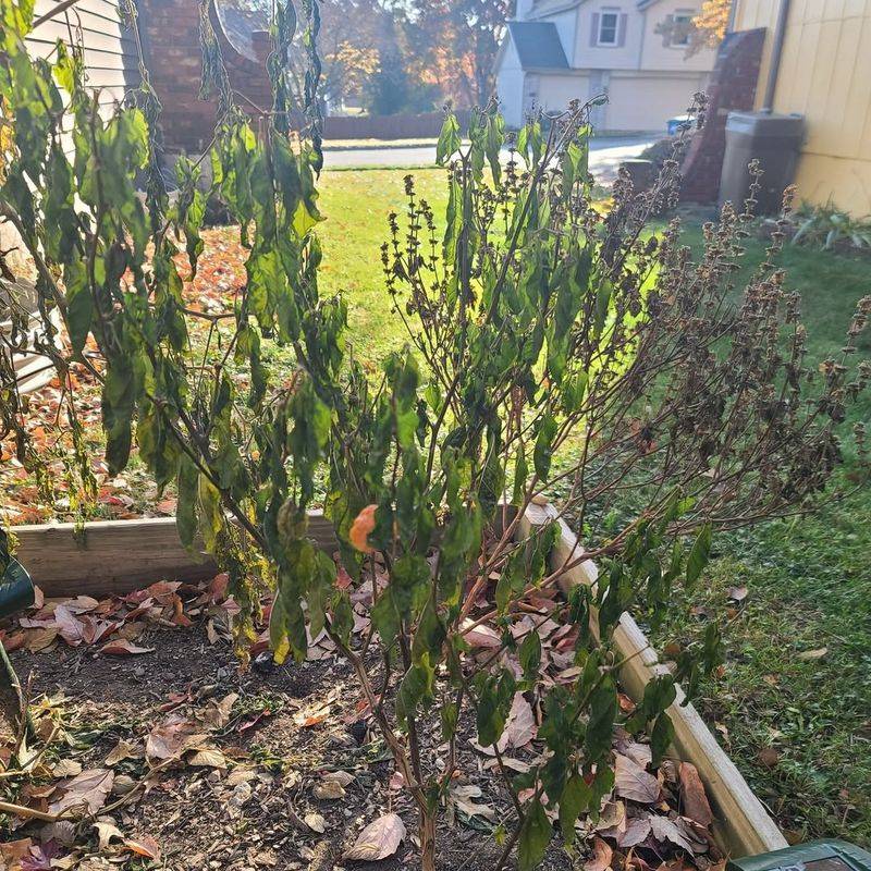 Clean Up Garden Debris