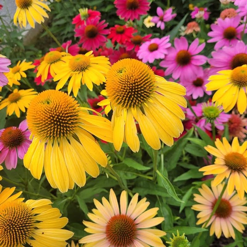 Divide Overcrowded Clumps