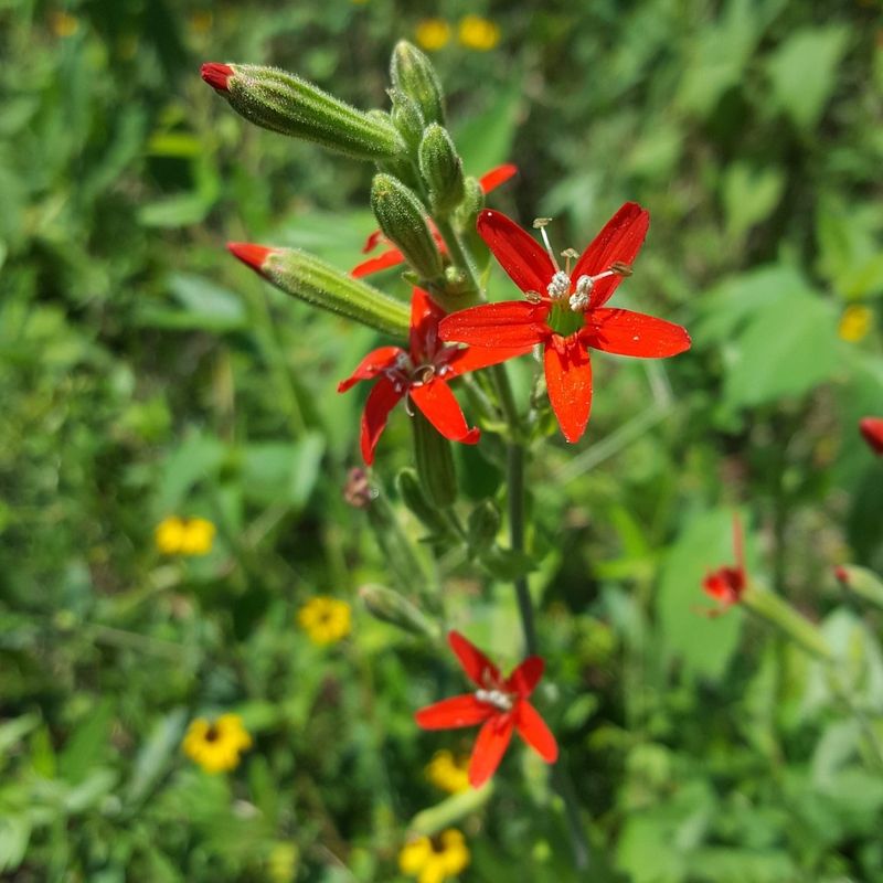 Choose Native Wildflower Seeds