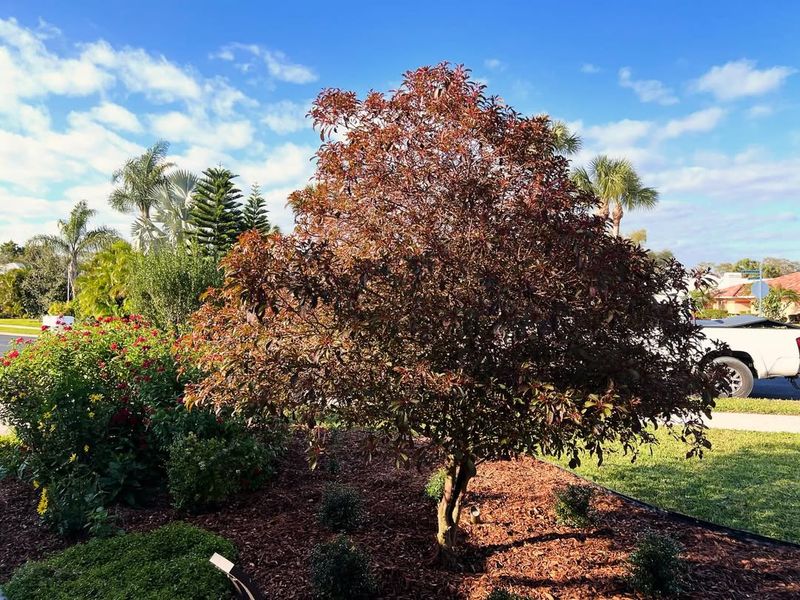 Choose Native Plants That Thrive in Heat