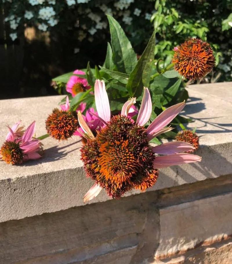 Clear Away Deceased Plant Material