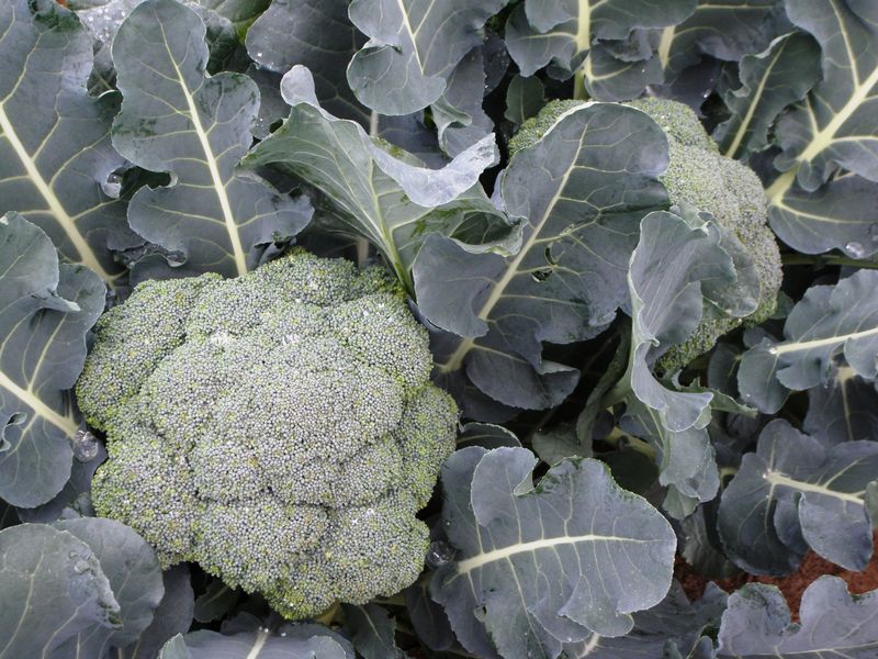 Cold-Hardiness Ratings Match Vegetables To Texas Regions