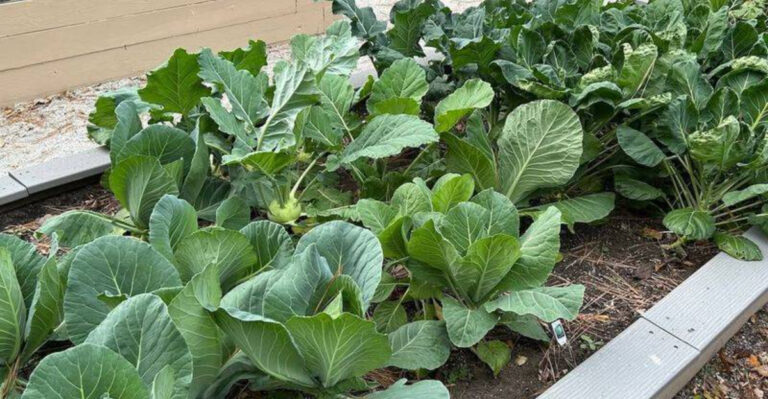 winter veggie garden