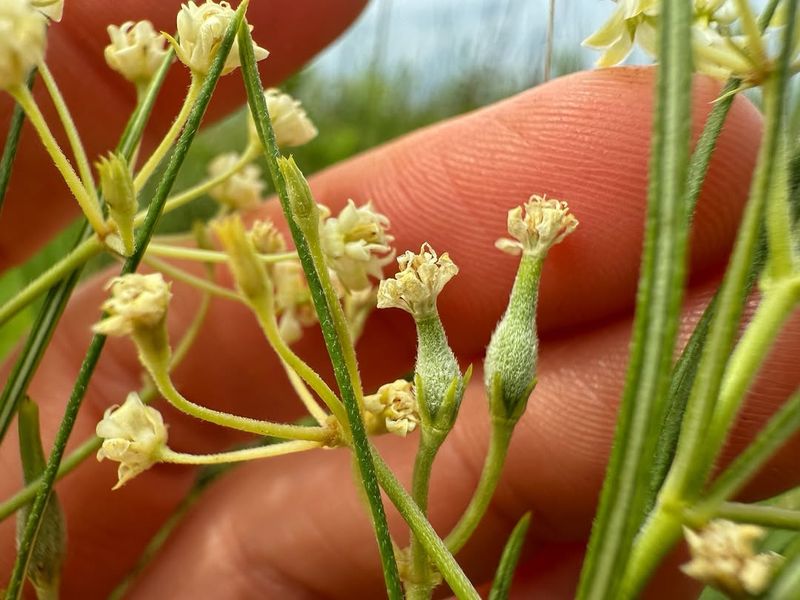 Whorled Milkweed