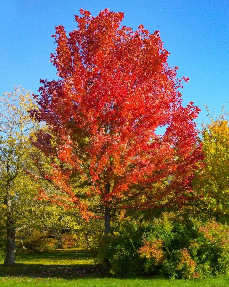 Red Maple (Acer Rubrum)
