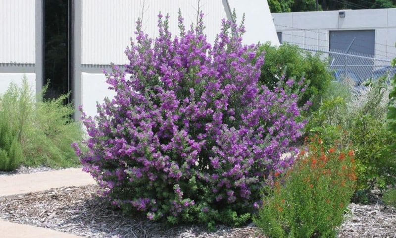 Cenizo (Texas Sage)