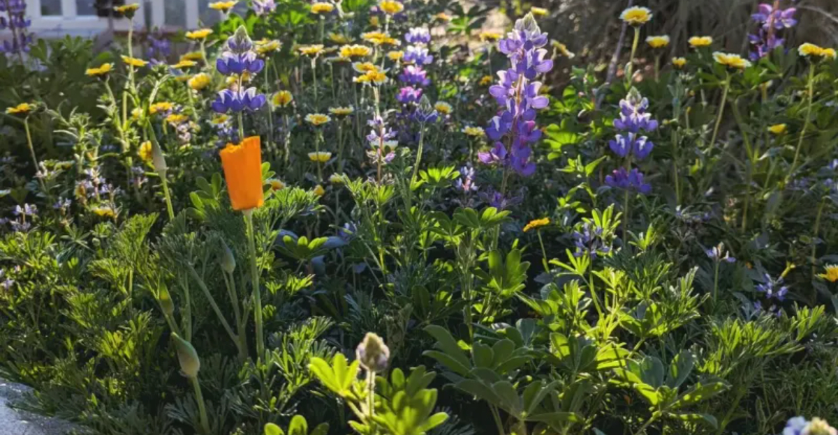 flowers (featured image)