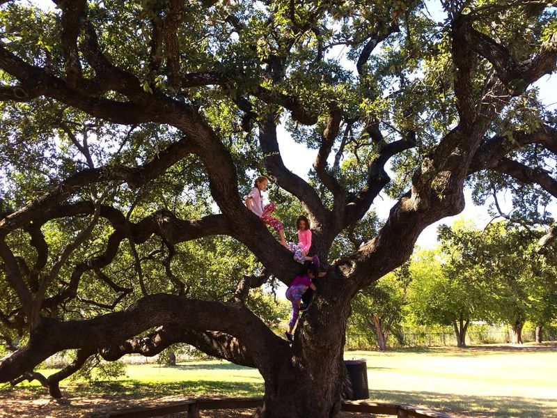 Heritage Trees (City-Designated)