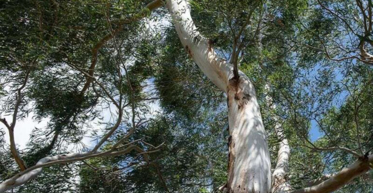 protected tree in texas