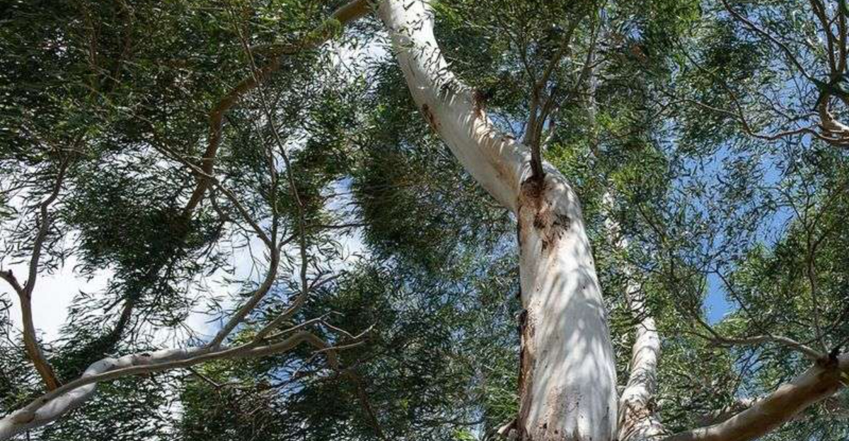 Texas Trees That Can Get You Fined For Cutting Them Down