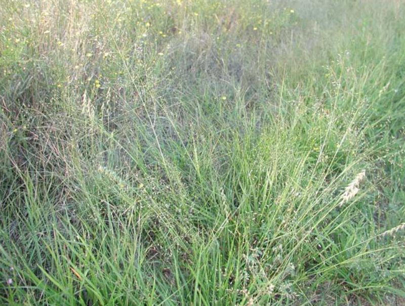 Plains Lovegrass (Eragrostis Intermedia)