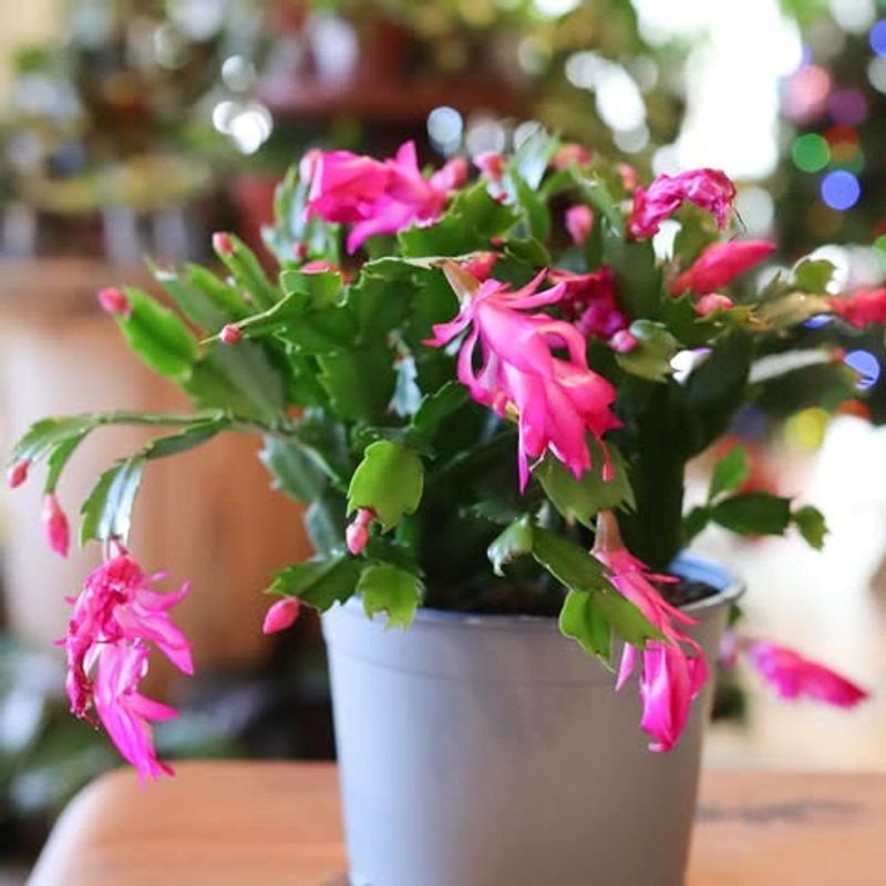 Christmas Cactus Schlumbergera Bridgesii
