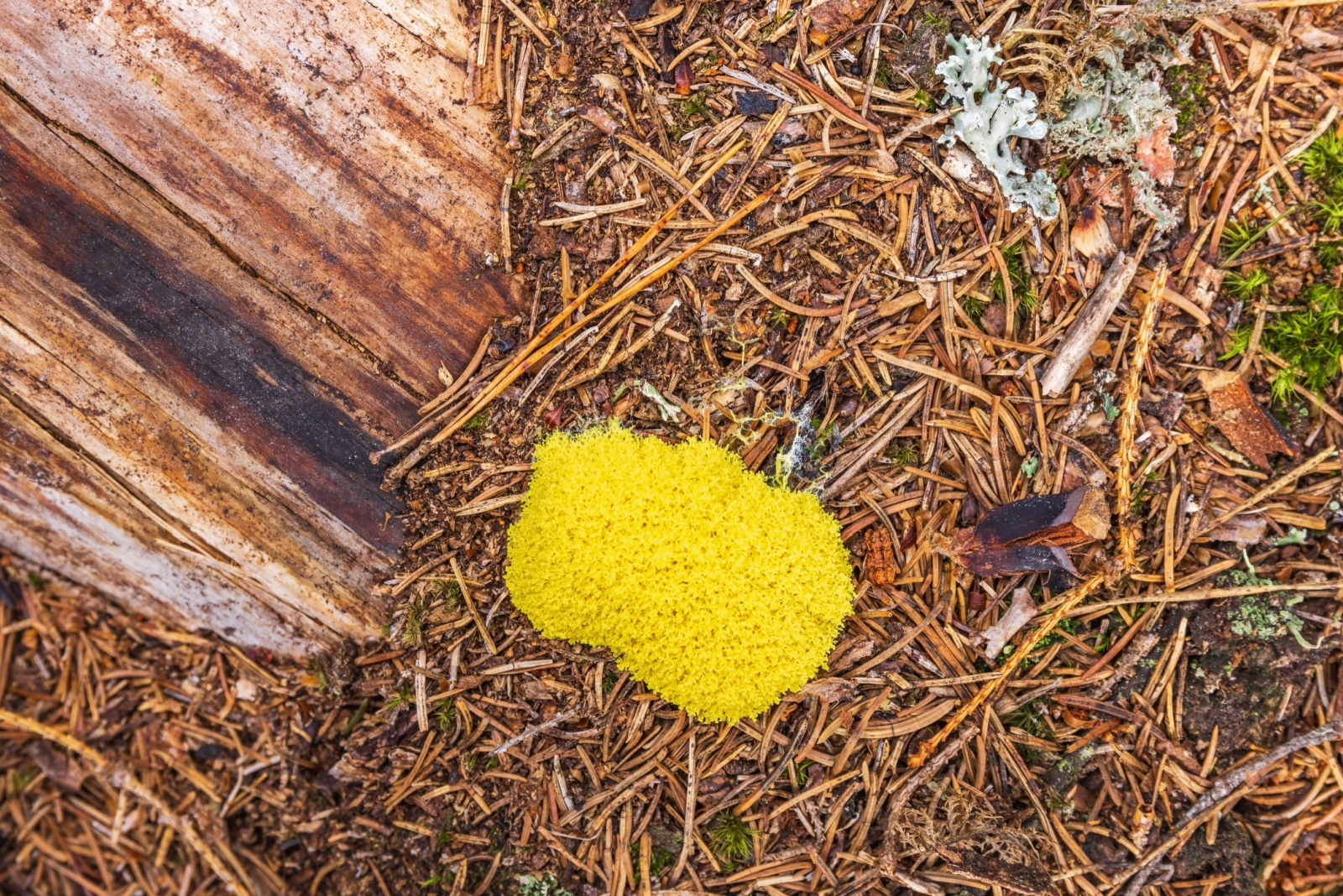 That Bright Orange Fungus In South Carolina Lawns Has A Simple Explanation