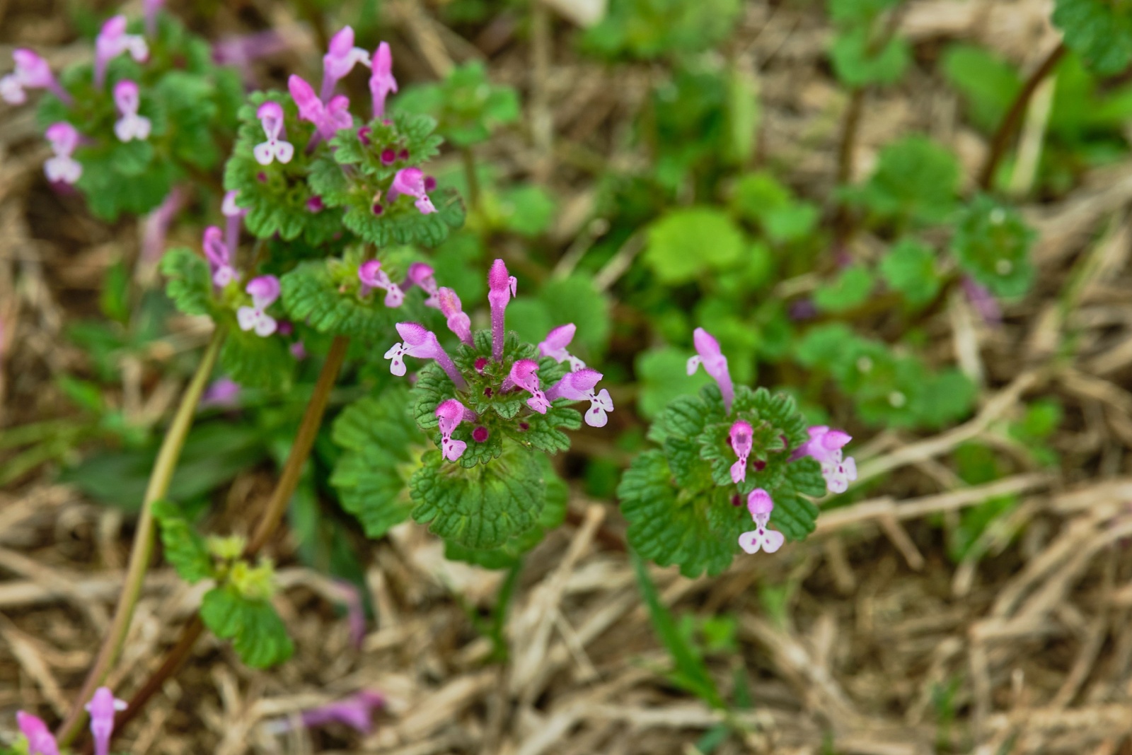 That Purple Weed Taking Over Alabama Yards Is Actually A Native Plant, According To Experts