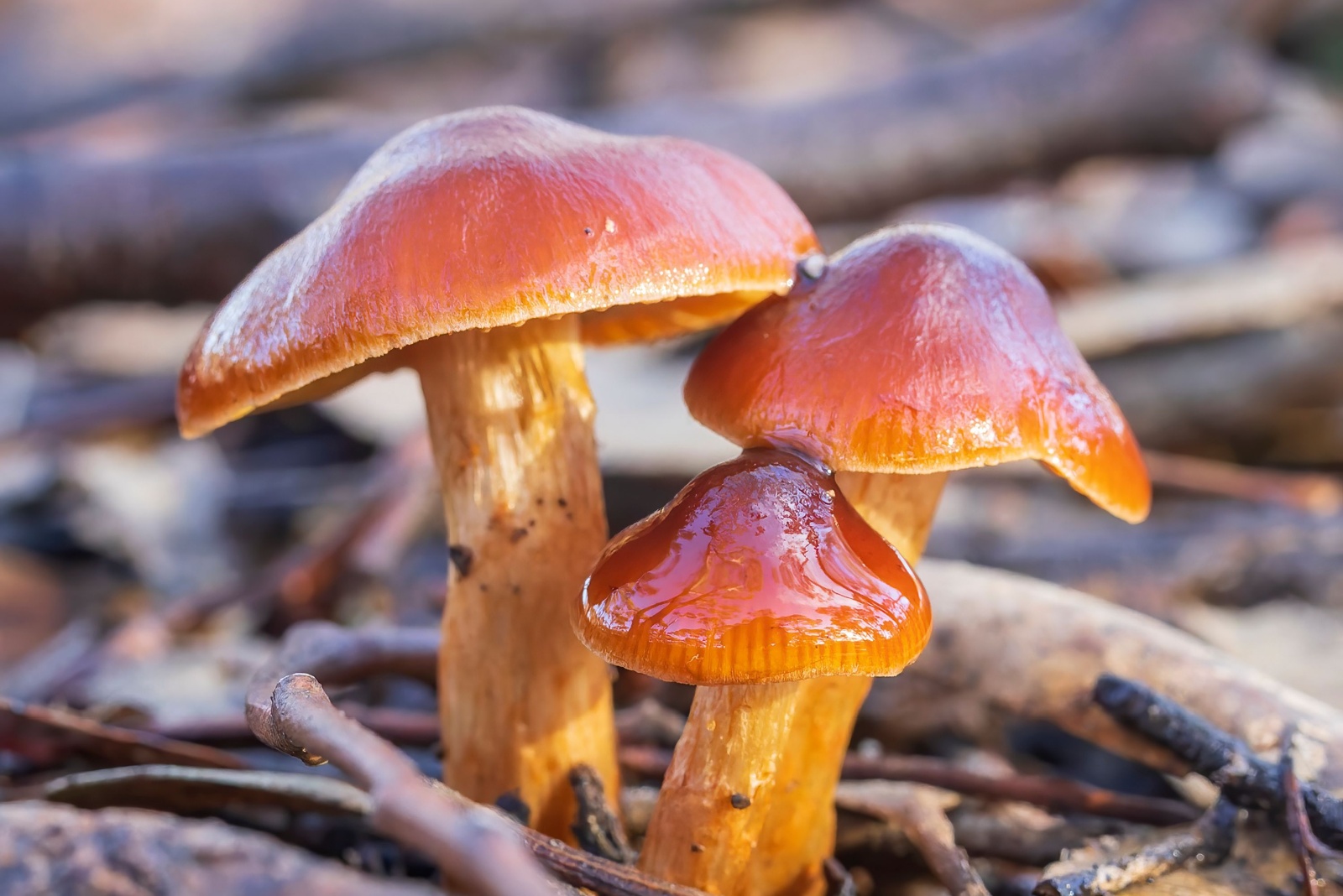 That Red Mushroom Spreading Across North Carolina Lawns Has A Scientific Explanation