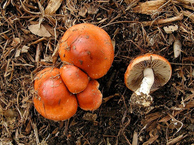 Identifying Leratiomyces Ceres By Its Bright Red Cap