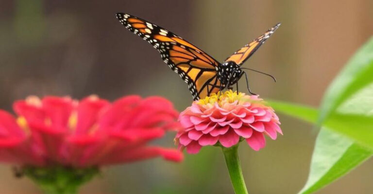 butterfly on zinia flower