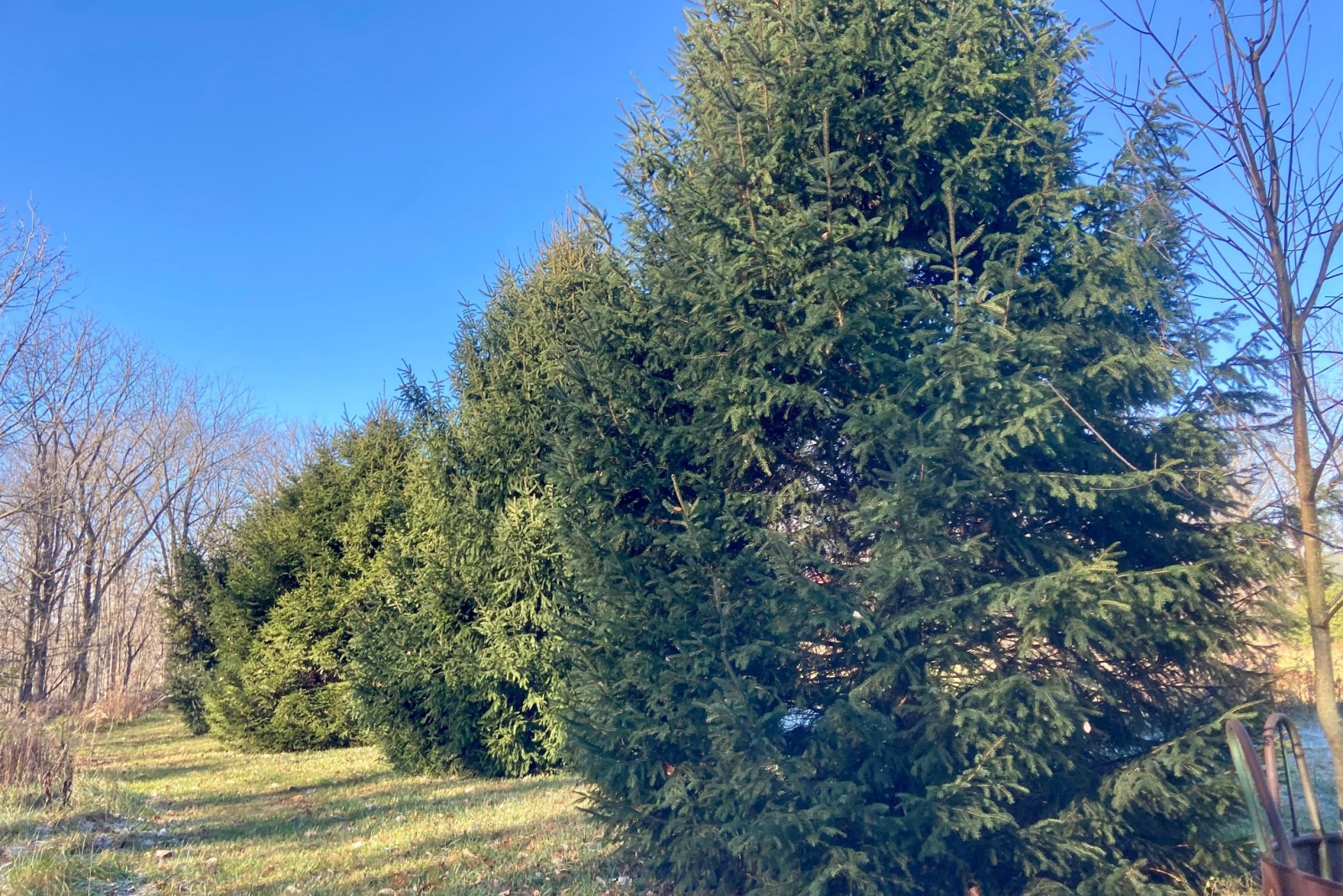 The 10 Best Places To Find Extra Large Christmas Trees In Pennsylvania Right Now
