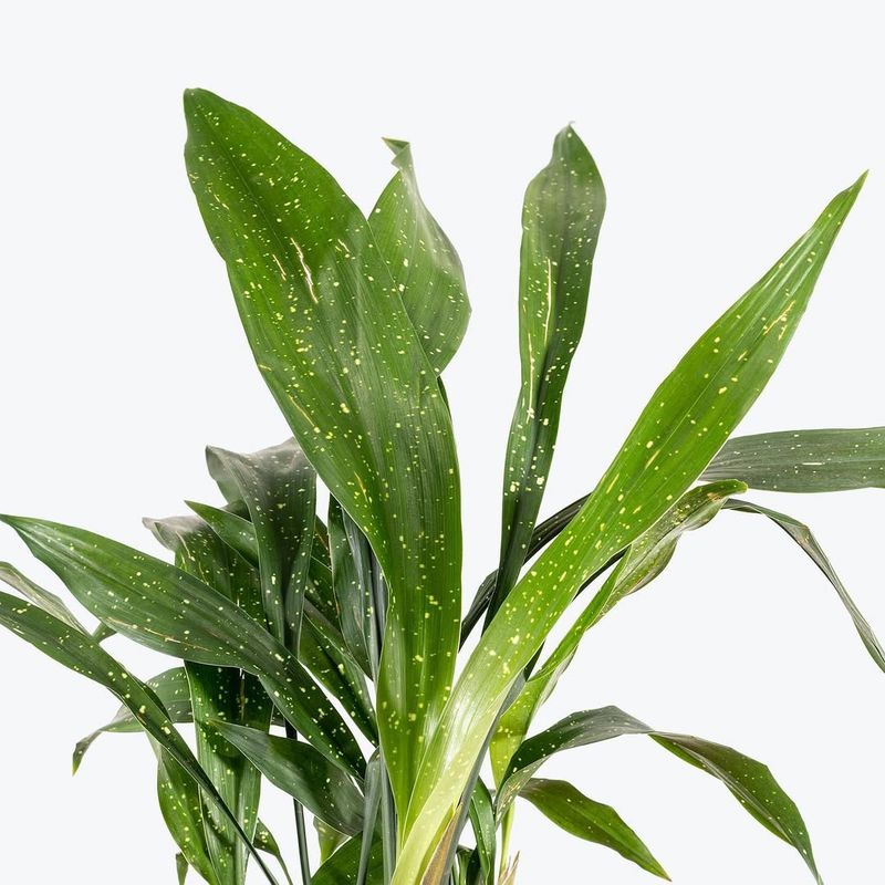 Cast-Iron Plant (Aspidistra elatior)