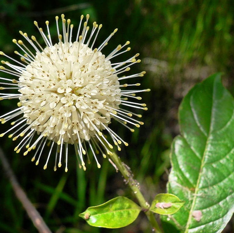 Buttonbush (Cephalanthus occidentalis)