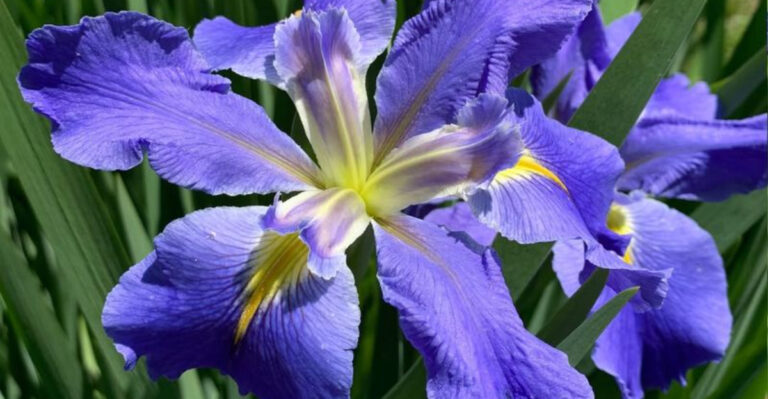 Louisiana Iris