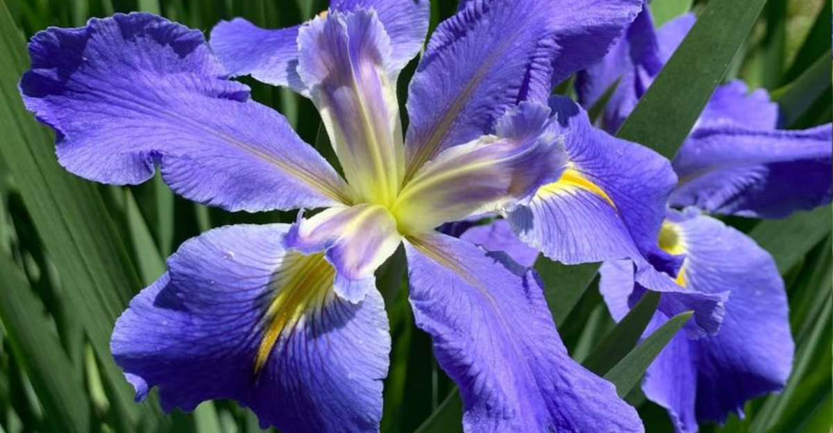 The 12 Flood-Resistant Perennials Louisiana Gardeners Rely On Every Rainy Season