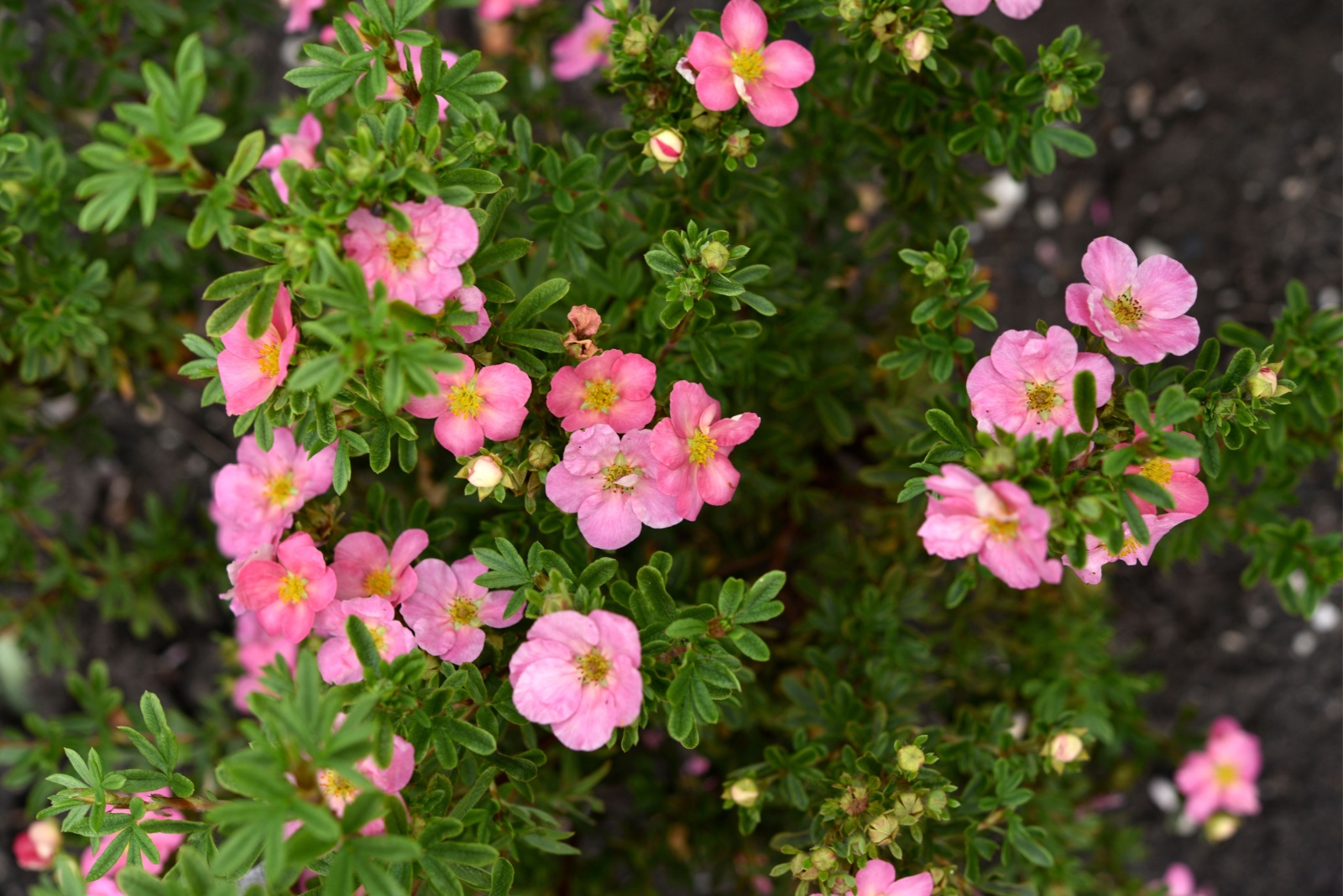 The 7 Easiest Shrubs Ohio Gardeners Can Grow