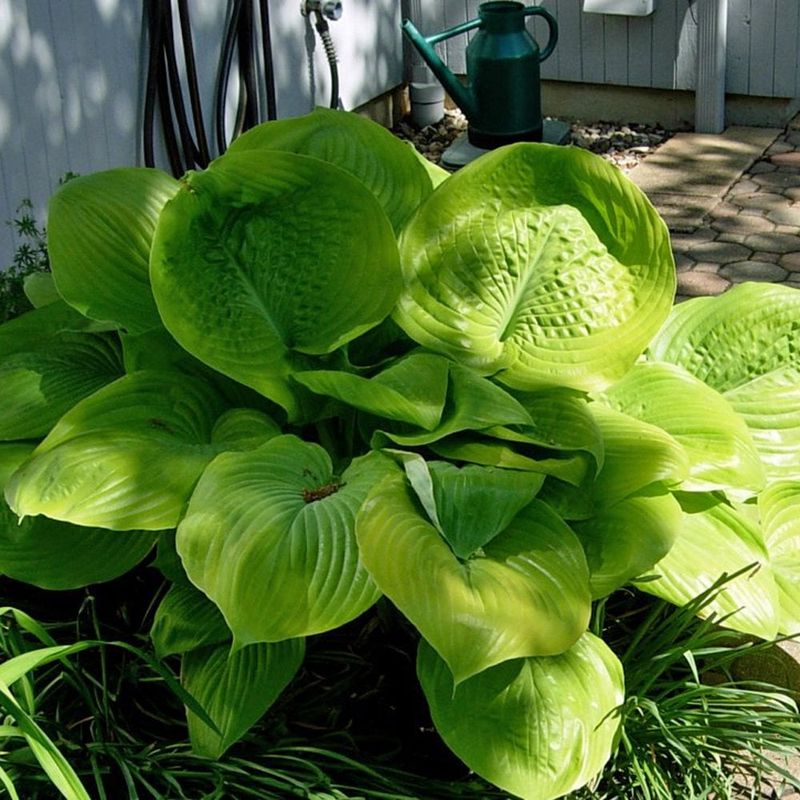 Hosta 'Sum and Substance'